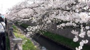 市川市 真間川・昭和学院 花見 桜