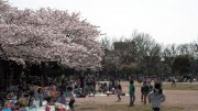 市川市 行徳駅前公園 花見 桜