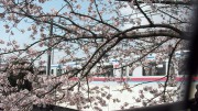 市川市 真間川・市川市消防局 花見 桜