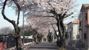 市川市 第三中学校 花見 桜