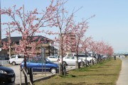 市川市 妙典河津桜 花見 桜