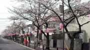 市川市 曽谷小 花見　桜