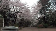 市川市 須和田公園 花見 桜