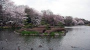 市川市 じゅん菜池公園 花見 桜