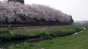 市川市 国分川用水路 花見 桜