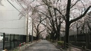 市川市 国府台公園 花見 桜