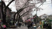 里見公園 桜 花見