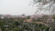 市川市 市川市営霊園 花見 桜