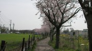 市川市 市川東高等学校 花見 桜