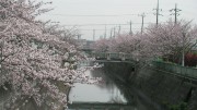 市川市 大柏川 花見 桜