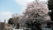 市川市 真間山弘法寺 花見 桜