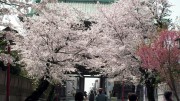 市川市 中山法華経寺 花見 桜