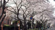市川市 桜土手 花見 桜