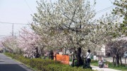 市川市 中江川 花見 桜