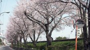 市川市 猫実川 花見 桜