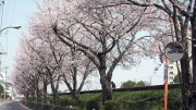 市川市 猫実川 花見 桜