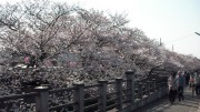 市川市 真間川・昭和学院 花見 桜