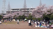 市川市 行徳駅前公園 花見 桜