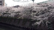 市川市 真間川・市川市消防局 花見 桜