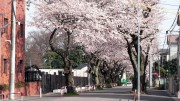 市川市 第三中学校 花見 桜