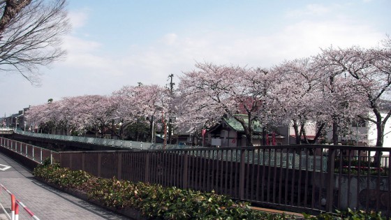 市川市 真間川・真間小学校 花見 桜