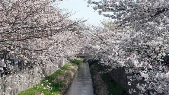 市川市 真間川・旧市川学園 花見 桜