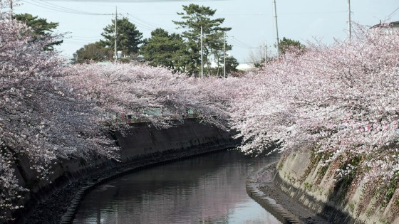 市川市 真間川・冨貴島小学 花見 桜